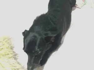 Cachorro raça SRD-ViraLata idade 6 ou mais anos nome Moreninha
