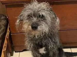 Cachorro raça SRD-ViraLata idade 6 ou mais anos nome Fiona
