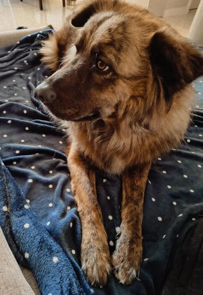 Cachorro raça SRD-ViraLata idade 4 anos nome Titan