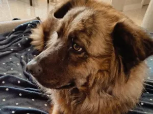Cachorro raça SRD-ViraLata idade 4 anos nome Titan