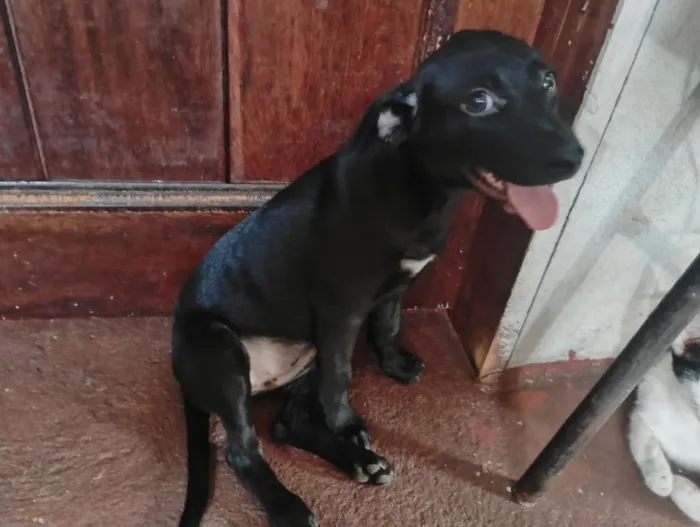 Cachorro raça SRD-ViraLata idade 2 a 6 meses nome Não tem nome ainda, só apelidamos de pretinha.