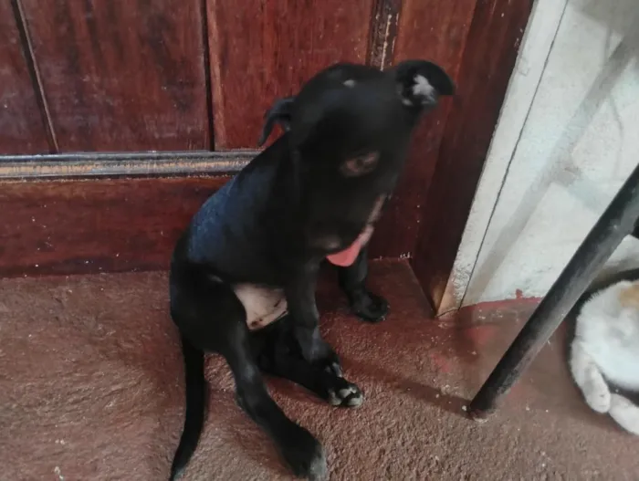 Cachorro raça SRD-ViraLata idade 2 a 6 meses nome Não tem nome ainda, só apelidamos de pretinha.