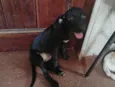Não tem nome ainda, só apelidamos de pretinha.