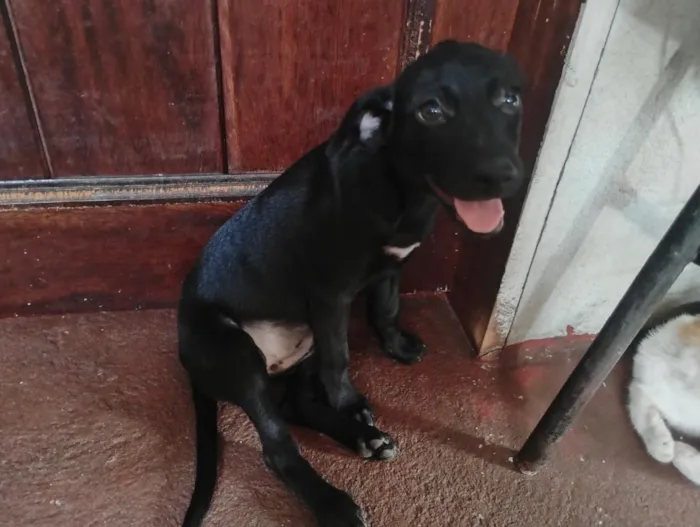 Cachorro raça SRD-ViraLata idade 2 a 6 meses nome Não tem nome ainda, só apelidamos de pretinha.