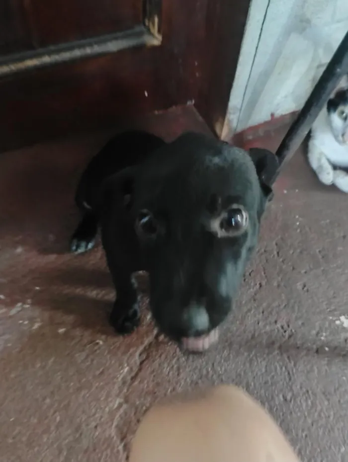 Cachorro raça SRD-ViraLata idade 2 a 6 meses nome Não tem nome ainda, só apelidamos de pretinha.