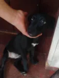 Não tem nome ainda, só apelidamos de pretinha.