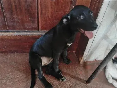 Cachorro raça SRD-ViraLata idade 2 a 6 meses nome Não tem nome ainda, só apelidamos de pretinha.