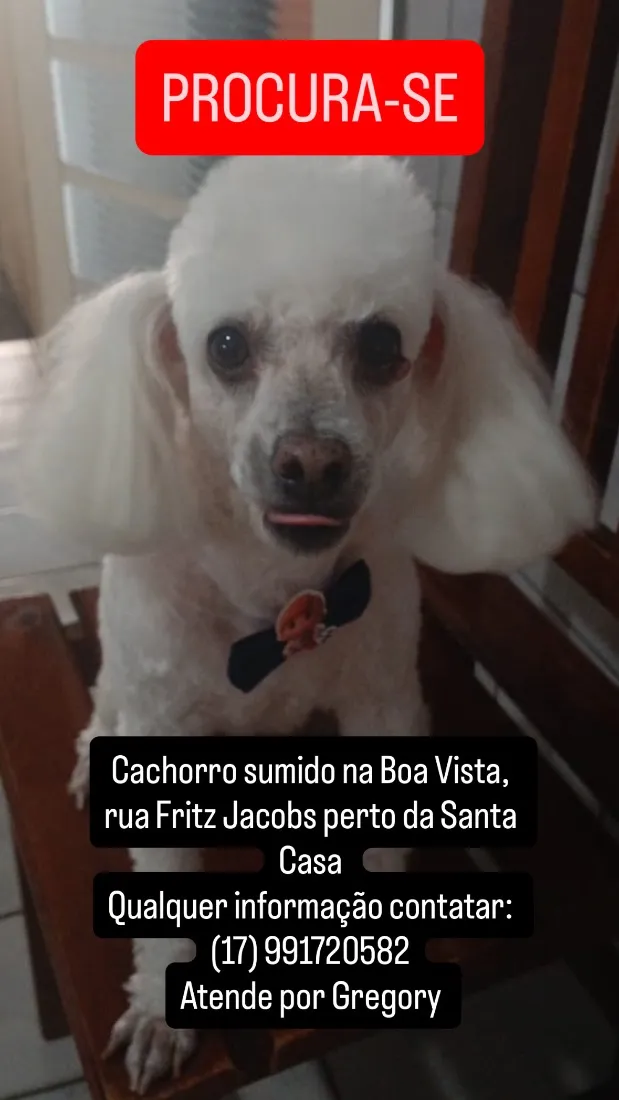 Cachorro raça Poodle idade 6 ou mais anos nome Gregory