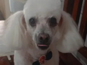 Cachorro raça Poodle idade 6 ou mais anos nome Gregory