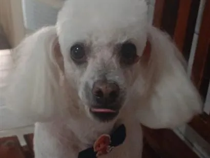 Cachorro raça Poodle idade 6 ou mais anos nome Gregory