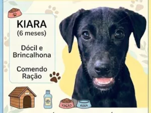 Cachorro raça SRD-ViraLata idade 2 a 6 meses nome Kiara