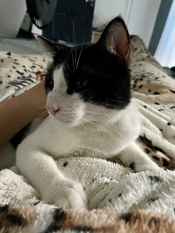Gato raça SRD-ViraLata idade 1 ano nome Snow