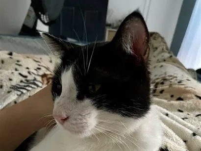 Gato raça SRD-ViraLata idade 1 ano nome Snow