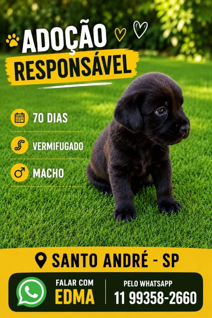 Cachorro raça SRD-ViraLata idade 2 a 6 meses nome Thomas