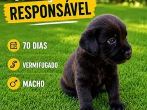 Cachorro raça SRD-ViraLata idade 2 a 6 meses nome Thomas