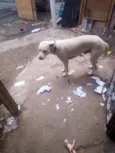 Scooby