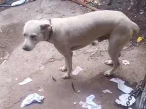 Cachorro raça SRD-ViraLata idade 4 anos nome Scooby