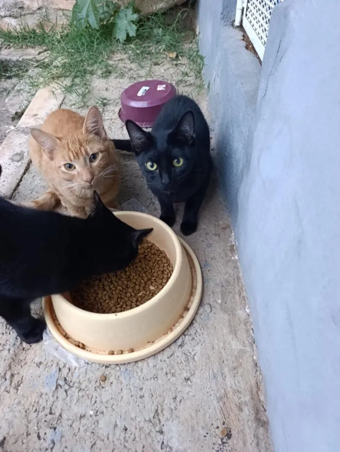 Gato raça SRD-ViraLata idade 7 a 11 meses nome Irmãozinhos