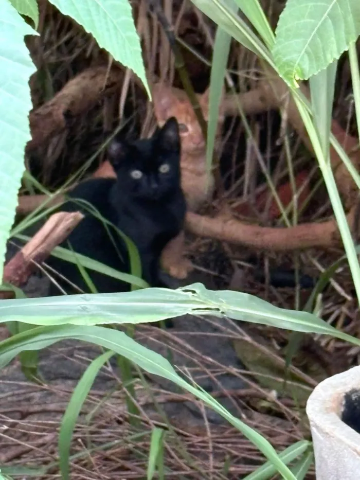 Gato raça SRD-ViraLata idade 7 a 11 meses nome Irmãozinhos