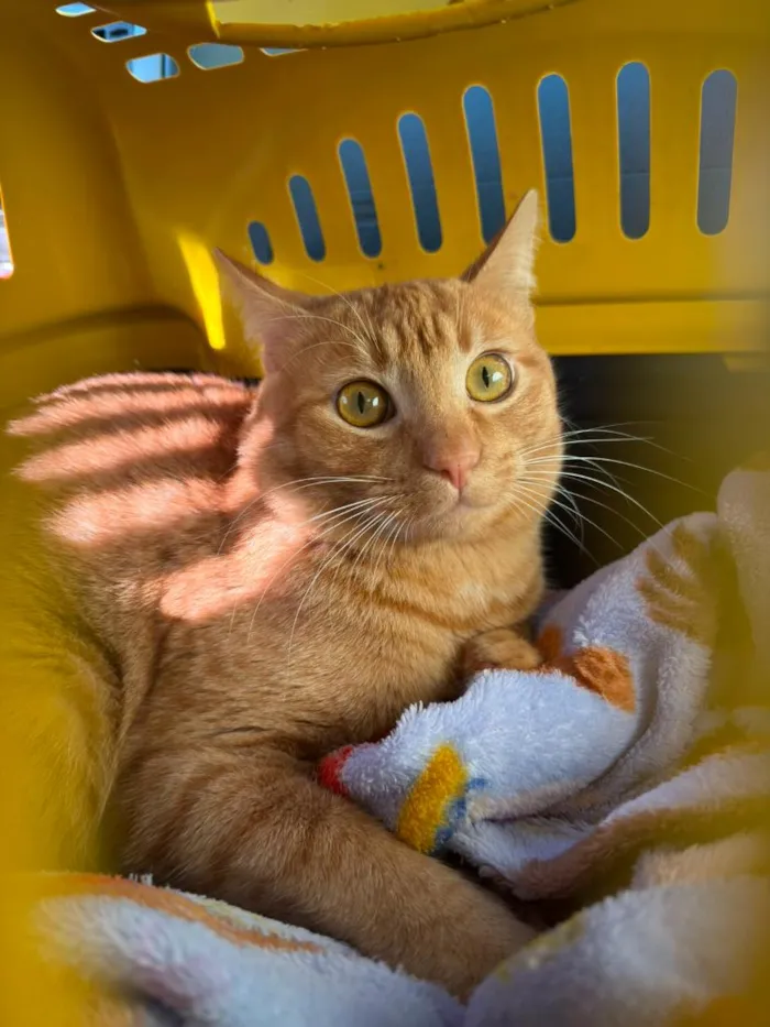 Gato raça SRD-ViraLata idade 7 a 11 meses nome Irmãozinhos