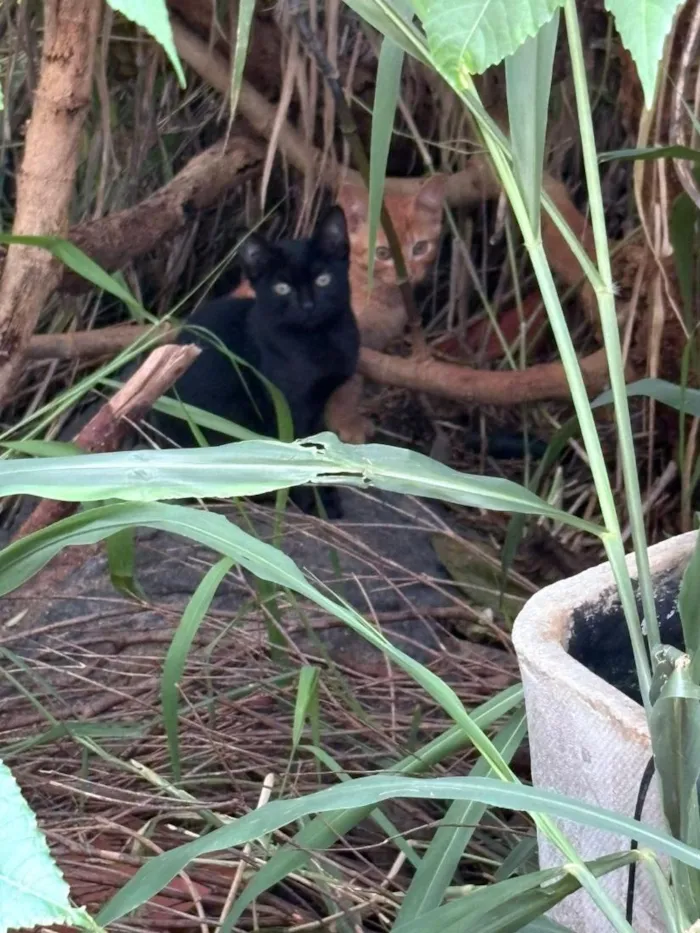 Gato raça SRD-ViraLata idade 7 a 11 meses nome Irmãozinhos