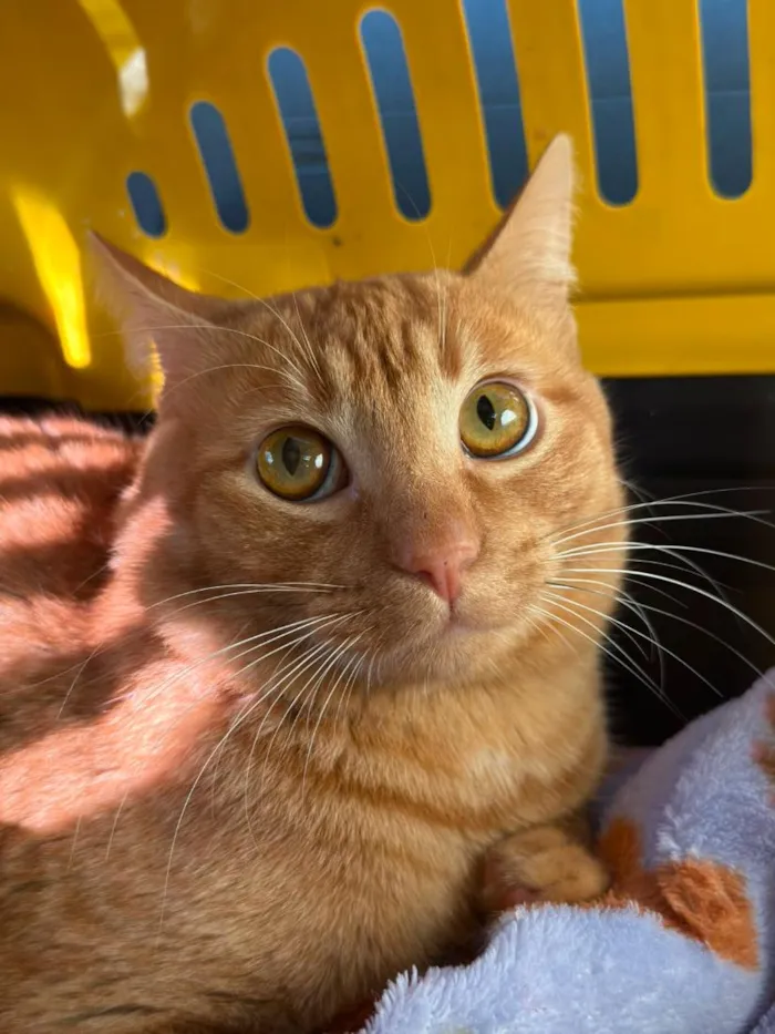 Gato raça SRD-ViraLata idade 7 a 11 meses nome Irmãozinhos