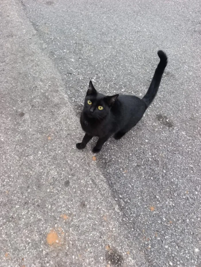 Gato raça SRD-ViraLata idade 7 a 11 meses nome Irmãozinhos