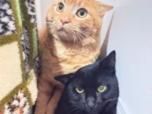 Gato raça SRD-ViraLata idade 7 a 11 meses nome Irmãozinhos