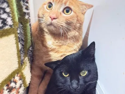 Gato raça SRD-ViraLata idade 7 a 11 meses nome Irmãozinhos