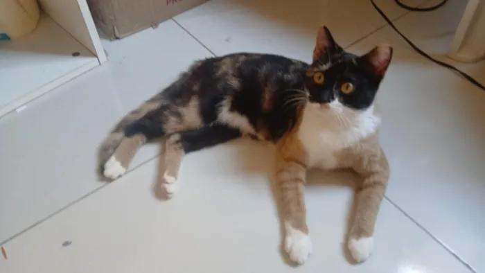 Gato raça SRD-ViraLata idade 1 ano nome Estrela