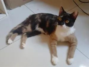 Gato raça SRD-ViraLata idade 1 ano nome Estrela