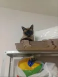 Antônio e Capitão