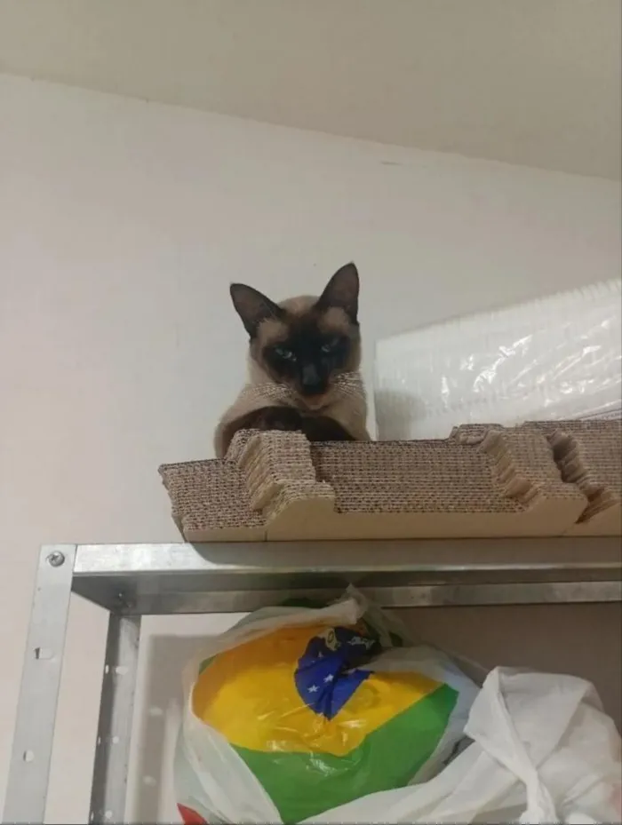 Gato raça SRD-ViraLata idade 1 ano nome Antônio e Capitão