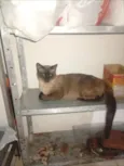 Antônio e Capitão