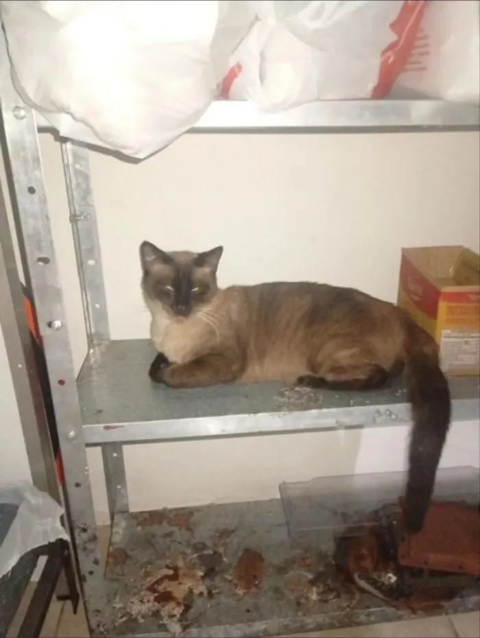 Gato raça SRD-ViraLata idade 1 ano nome Antônio e Capitão