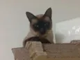 Antônio e Capitão