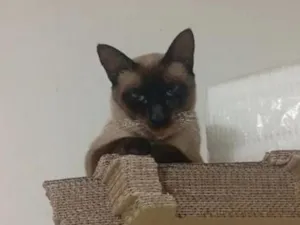 Gato raça SRD-ViraLata idade 1 ano nome Antônio e Capitão