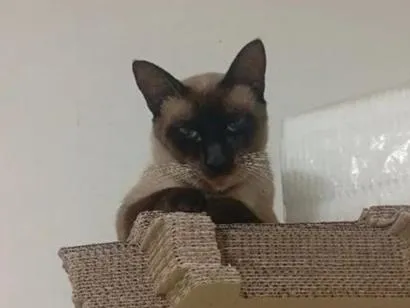 Gato raça SRD-ViraLata idade 1 ano nome Antônio e Capitão