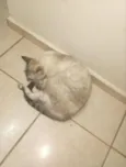 Morgana, Negão, Gorda