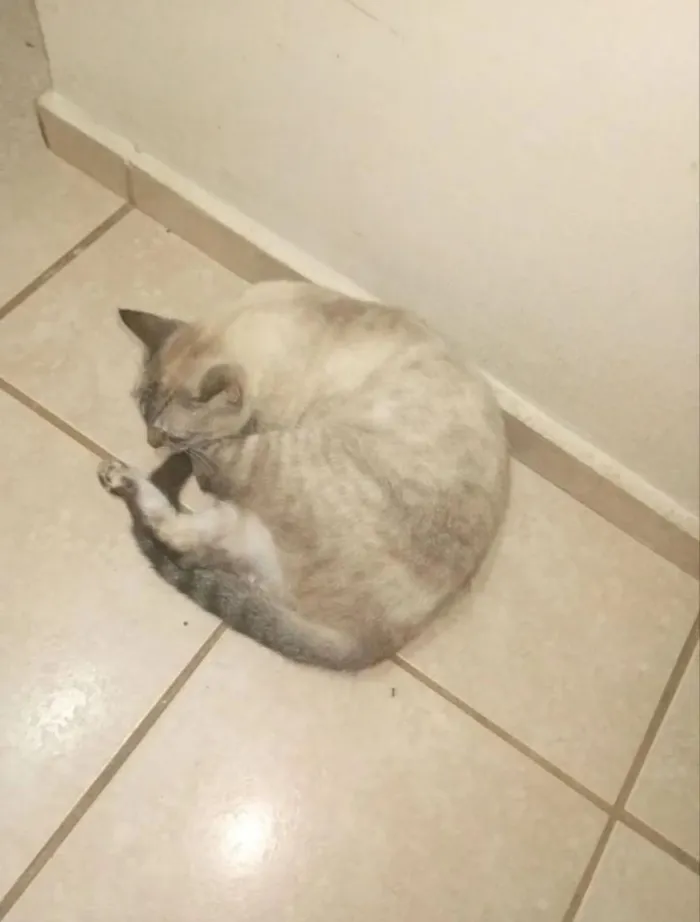 Gato raça SRD-ViraLata idade 1 ano nome Morgana, Negão, Gorda