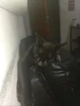 Morgana, Negão, Gorda