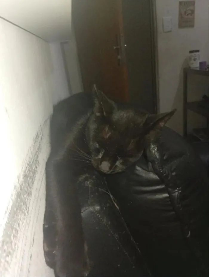 Gato raça SRD-ViraLata idade 1 ano nome Morgana, Negão, Gorda