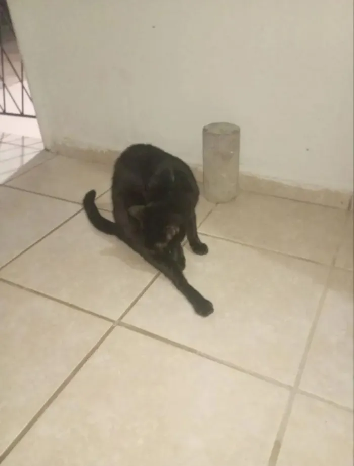 Gato raça SRD-ViraLata idade 1 ano nome Morgana, Negão, Gorda