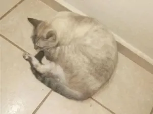 Gato raça SRD-ViraLata idade 1 ano nome Morgana, Negão, Gorda