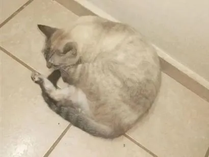 Gato raça SRD-ViraLata idade 1 ano nome Morgana, Negão, Gorda