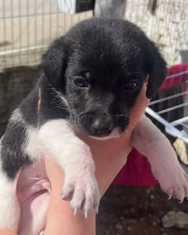 Cachorro raça SRD-ViraLata idade Abaixo de 2 meses nome cachorro 