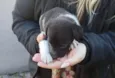 cachorro 