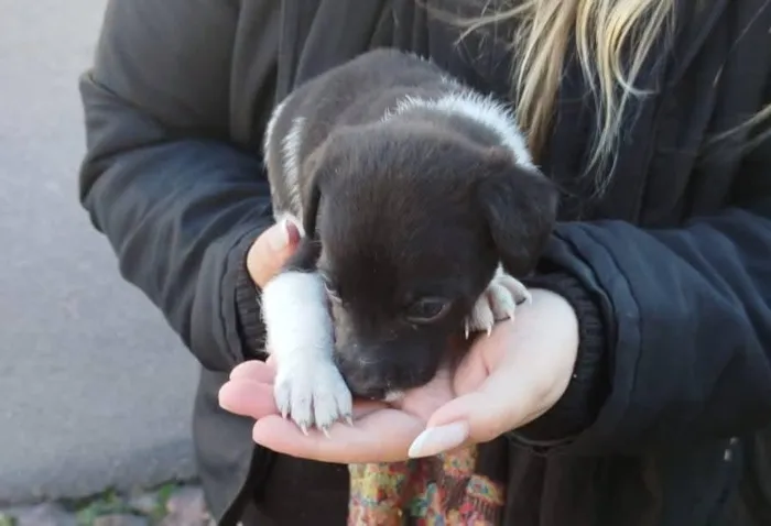 Cachorro raça SRD-ViraLata idade Abaixo de 2 meses nome cachorro 