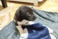 cachorro 
