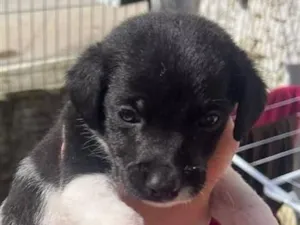 Cachorro raça SRD-ViraLata idade Abaixo de 2 meses nome cachorro 